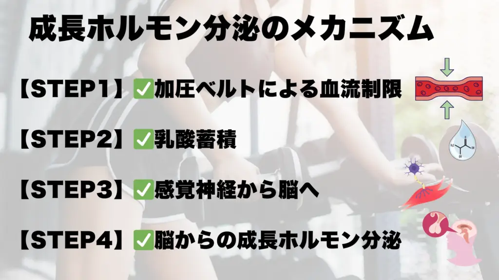 成長ホルモン分泌のメカニズム