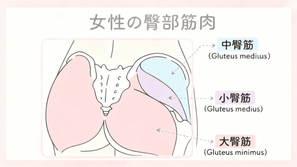 お尻の筋肉マップ(大臀筋・中臀筋・小臀筋)