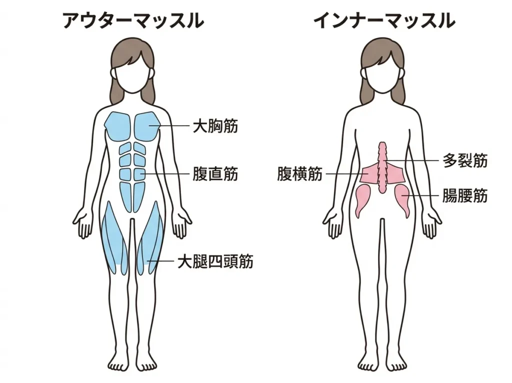 インナーマッスルとアウターマッスルの解剖図