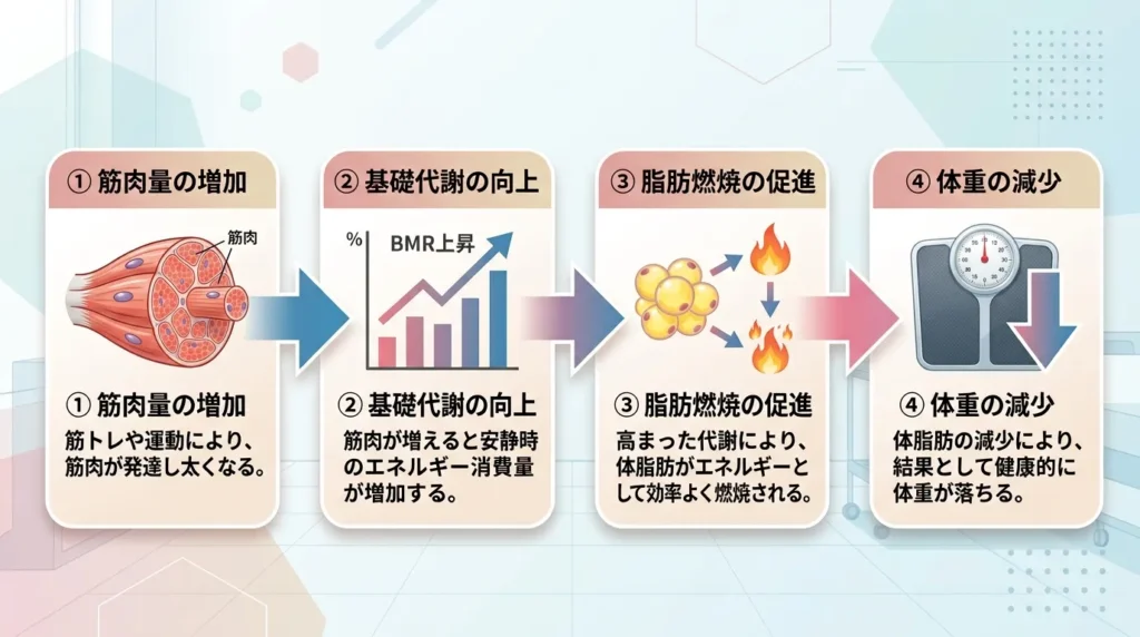 基礎代謝と筋肉量の関係