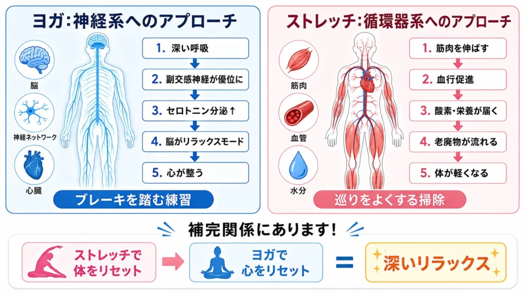 生理学的な視点：脳と自律神経に働くヨガ、血流を促すストレッチ